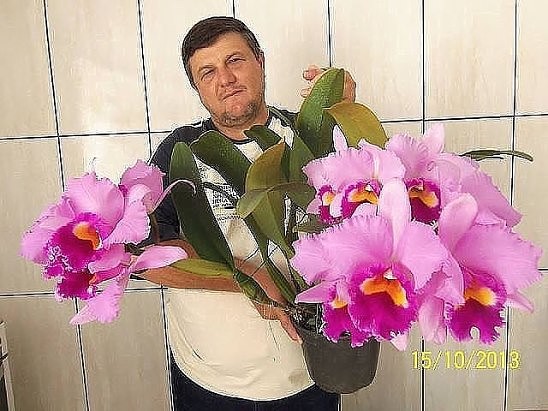 Как размножать орхидею фаленопсис