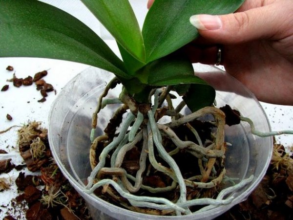 Как правильно пересадить орхидею