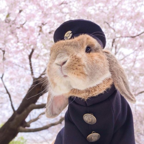 Самый стильный кролик в мире живёт в Японии