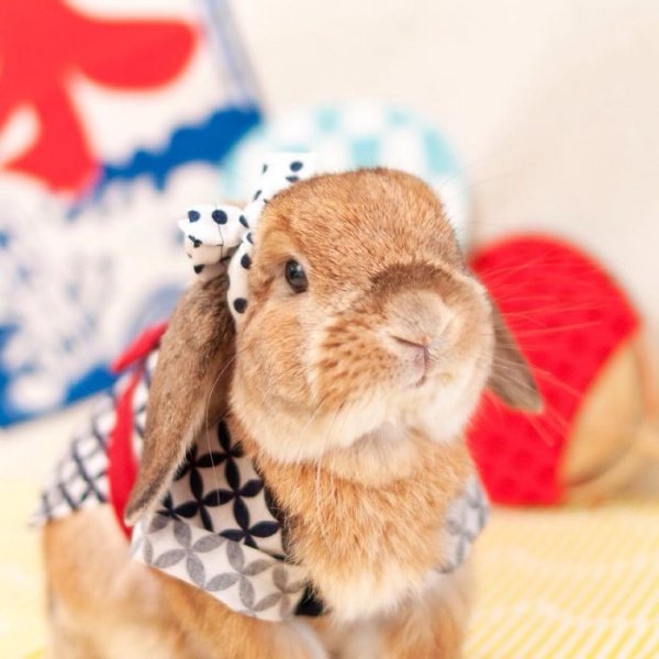 Самый стильный кролик в мире живёт в Японии
