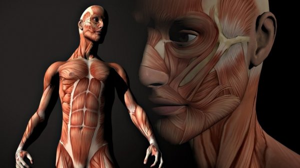 Узнайте себя лучше: 38 малоизвестных фактов о человеческом теле