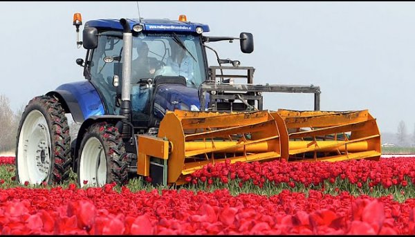 Как выращивают тюльпаны в Голландии. Нет слов, одни эмоции!