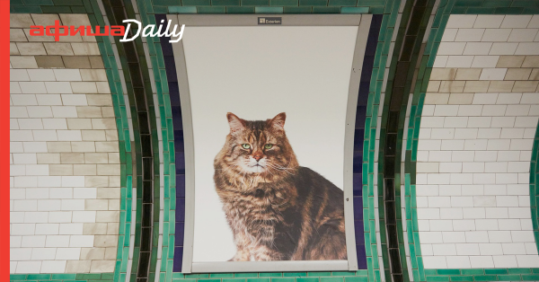 Лондонцы устали от рекламы в метро и заменили ее котиками