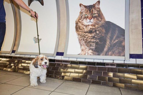 Лондонцы устали от рекламы в метро и заменили ее котиками