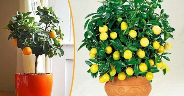 Как вырастить апельсиновое дерево из косточки?