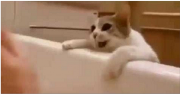Кошка думает, что хозяйка тонет в ванной. Ее реакция покорила Интернет!
