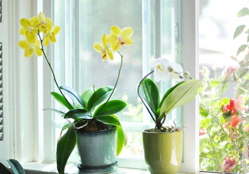 Соблюдай эти 9 правил и твоя орхидея будет цвести круглый год.