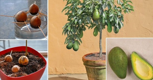 Перестаньте покупать авокадо. Вот как вырастить дерево авокадо дома в горшочке!