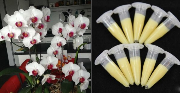 Это средство — настоящая находка для всех любителей орхидей! Чрезвычайно пышное цветение…