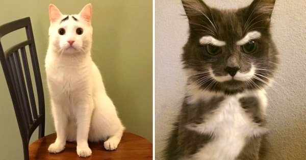 12 восхитительных котов с необычными узорами и окрасом