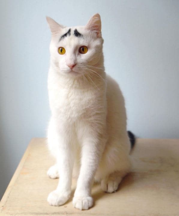 12 восхитительных котов с необычными узорами и окрасом  