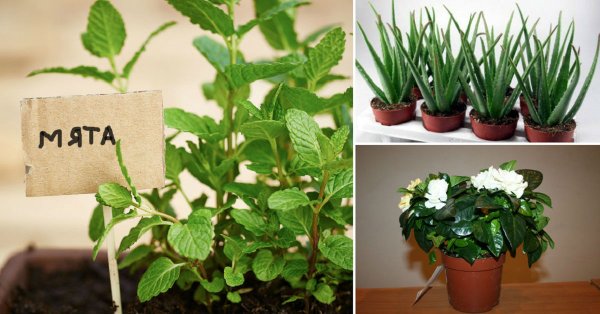 7 домашних растений, которые принесут позитивную энергетику в твой дом!