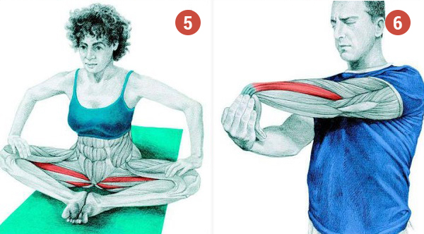 14 упражнений для растяжки мышц всего тела