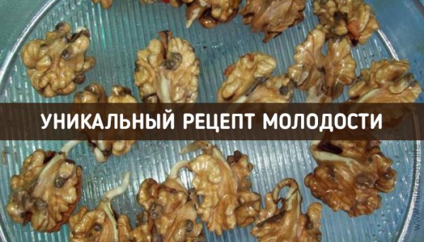 Пророщенный грецкий орех — уникальный рецепт здоровья!