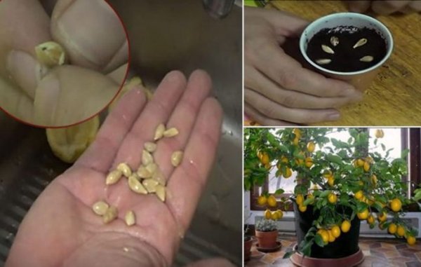 Как вырастить лимонное дерево из семян в собственном доме