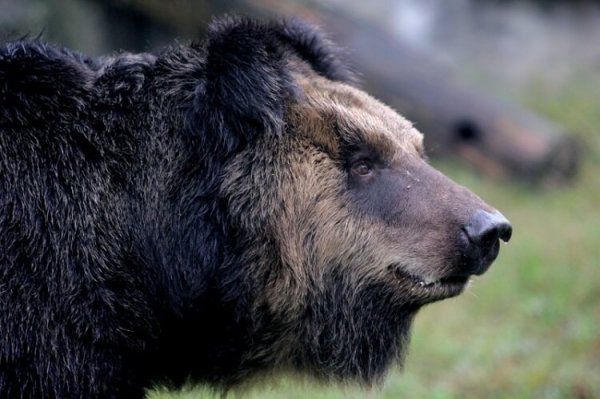 После нескольких лет мучений медведь, наконец, свободен. Люди были в ужасе от того, что им пришлось снять с его тела.