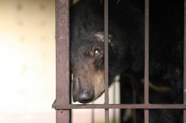 После нескольких лет мучений медведь, наконец, свободен. Люди были в ужасе от того, что им пришлось снять с его тела.
