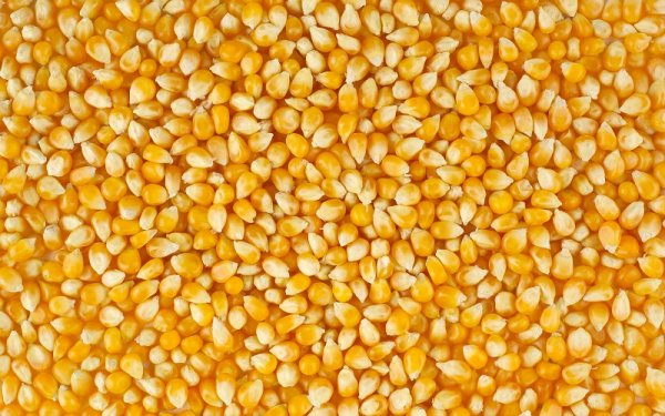 6 причин отказаться от кукурузы навсегда! Больше ни зернышка…