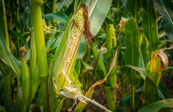 6 причин отказаться от кукурузы навсегда! Больше ни зернышка…