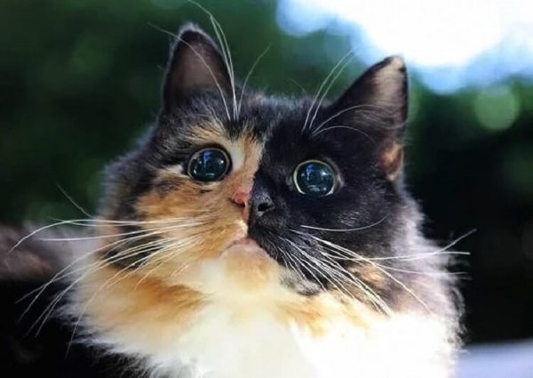 Слепая кошка с завораживающими глазами