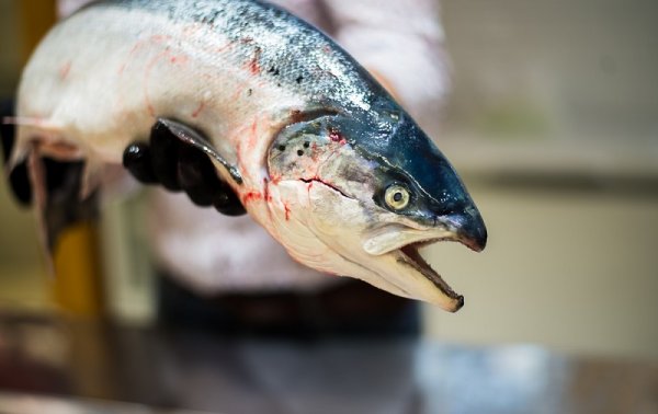 Нельзя покупать лосось ближайший месяц! Эпидемия морских вшей: мировой океан поражен.