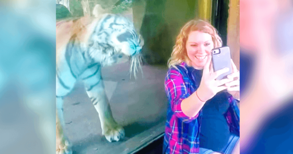 Эта беременная девушка захотела фото с тигром. Реакция дикой кошки «взорвала» Интернет!