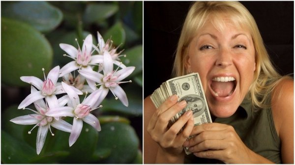 Цветок денежного дерева — предвестник богатства! Как, как уговорить его зацвести?