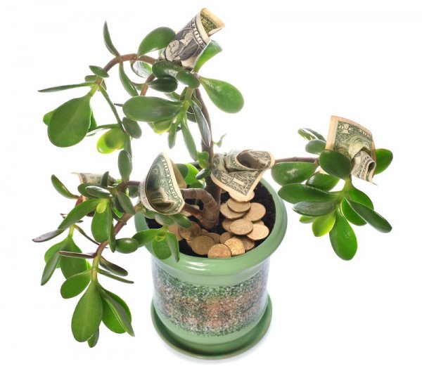Цветок денежного дерева — предвестник богатства! Как, как уговорить его зацвести?