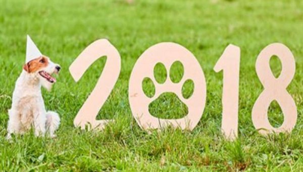 Что принесет на хвосте Желтая Собака: гороскоп на 2018 год