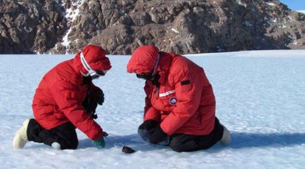 Шокирующие находки ученых в Антарктиде
