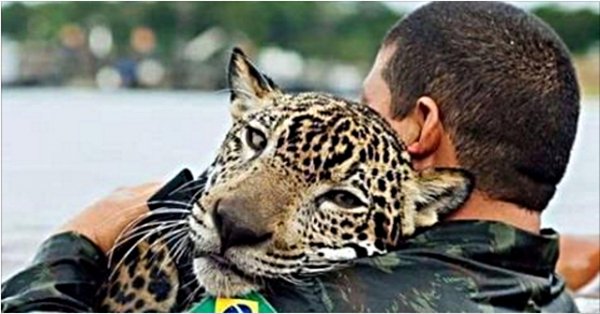 Утопающий ягуар обнял своего спасителя, будто домашний кот…
