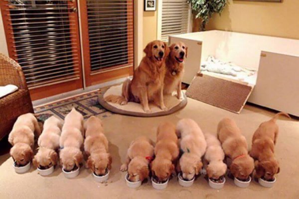 Представляем Вам 30 собак, которые очень гордятся своим потомством!