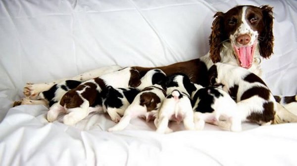 Представляем Вам 30 собак, которые очень гордятся своим потомством!