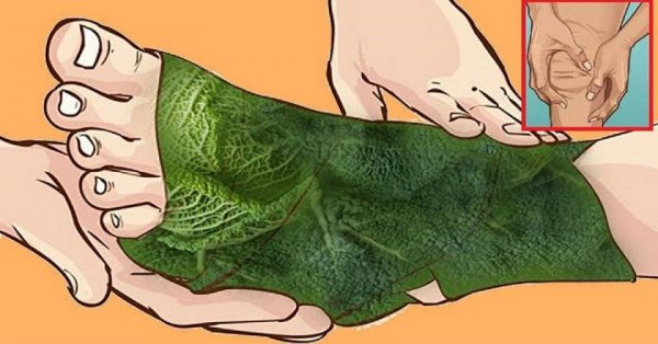 Лечение капустным листом