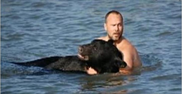 Мужчина увидел, что в воде тонет дикий медведь…