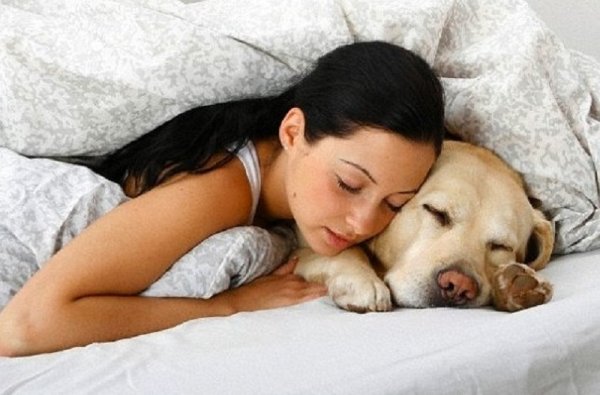7 неожиданных причин, чтобы взять собаку к себе в кровать! И так каждую ночь…
