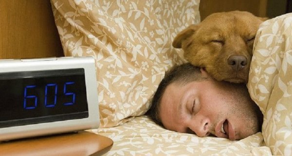 7 неожиданных причин, чтобы взять собаку к себе в кровать! И так каждую ночь…