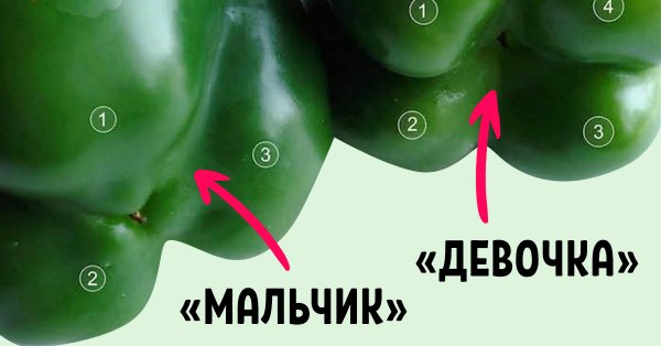 Покупай болгарский перец по этому признаку — и не прогадаешь! Совершенно разный вкус.