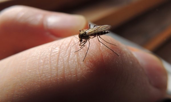 Прощайте, кровососы! Натуральные средства от вездесущих комаров, доступнее не найти.