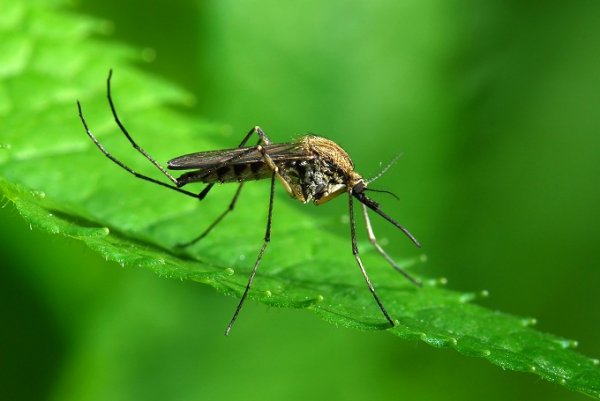 8 запахов, которые заставят комара отказаться от вашей крови