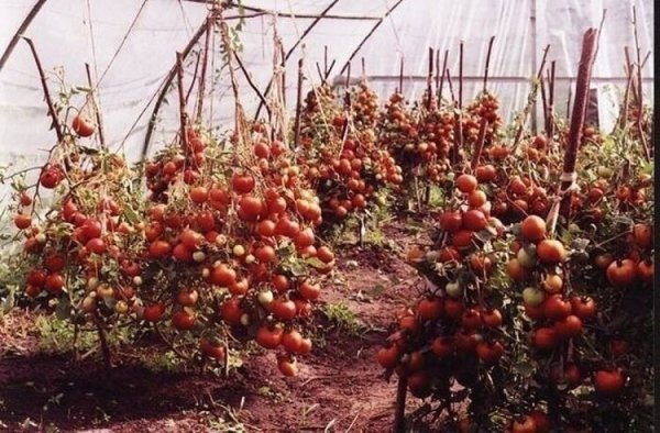 Несколько простых правил для высокого урожая томатов. Теперь вы будете собирать по 2 ведра с куста!