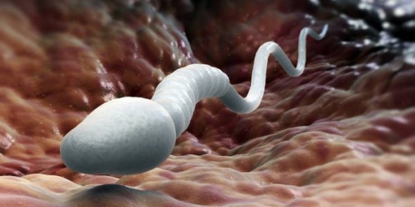 Исследование: Сперма «полезна для здоровья женщин и помогает бороться с депрессией»