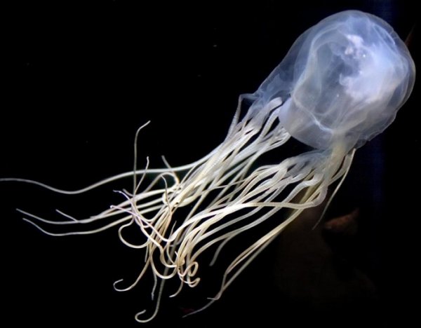 Ядовитая медуза стала причиной ухода из жизни семилетней девочки на Филиппинах
