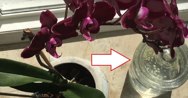 Чеснок — спасение для орхидей! Через месяц мой фаленопсис выпустил несколько…