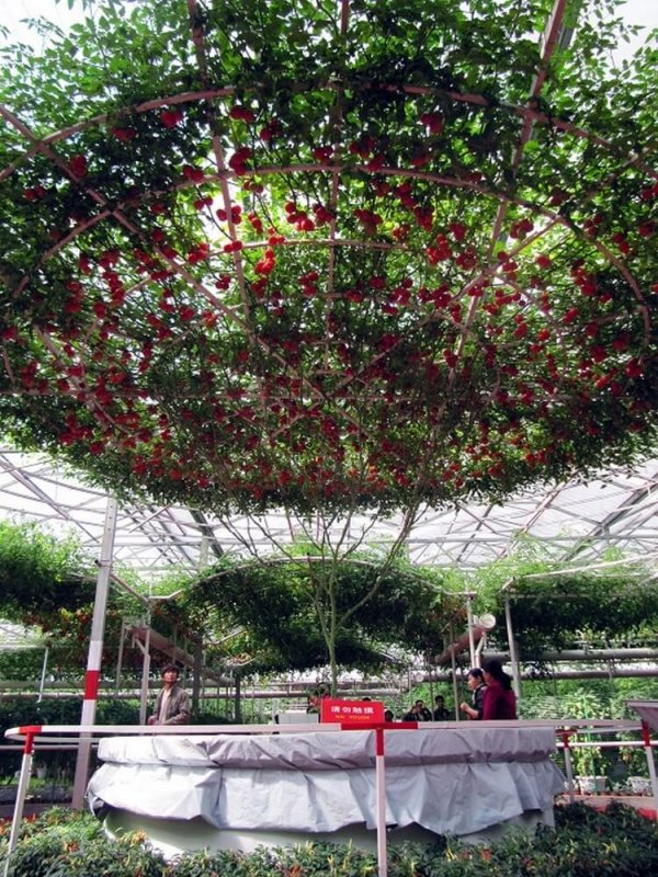Томатное дерево: 14 тысяч помидоров с «кустика»
