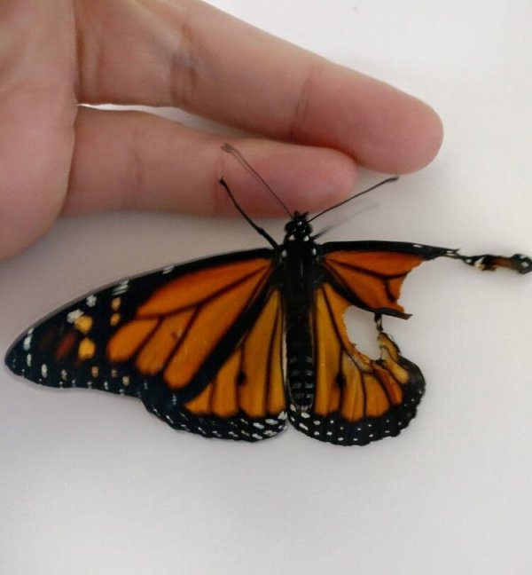 На первый взгляд казалось, что у этой бабочки не было шансов выжить, однако дизайнер сделала ей операцию и доказала, что чудеса иногда случаются