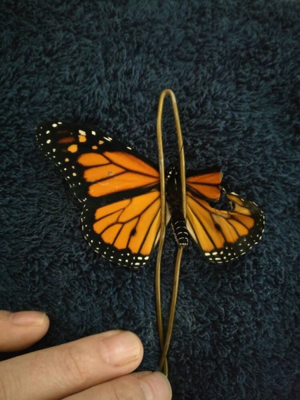 На первый взгляд казалось, что у этой бабочки не было шансов выжить, однако дизайнер сделала ей операцию и доказала, что чудеса иногда случаются
