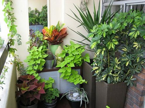 Растения-талисманы, которые защищают дом от всех невзгод