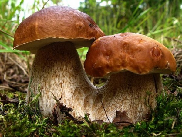 Что делают грибы, попадая в организм человека. Задумайтесь!